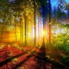 las...promyczki słoneczka  :: Idziesz cieniem otulony Zasłuchany w leśne dziwy Słońce świeci w drzew korony I g&oacute;ru 