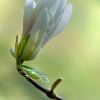 a magnolia zakwitnie pieknymi kwiatami  ::  