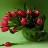 wiosenne kwiatki dla Ciebie....  ::  