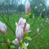 magnolie  ::  