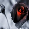 a wtedy tam dostaniesz  taka magiczna różę  :: black magic rose dla mojej kobiety 