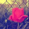   :: tulipan :))) kocham cie skarbie tęskne w sobote sie widzielismy a już poniedziałek a ja tęsknie przy 