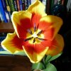 tulipan  ::  