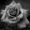 ... pa­miętaj, dro­ga usłana różami, pod piękny­mi kwiata­mi, kry­je kolce...   ::  