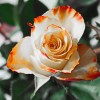 naturalne piękno....róża...  :: Według mitologii greckiej r&oacute;że powstały w chwili, gdy Afrodyta zrodziła się z piany  