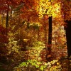 feria jesiennych kolorów....  ::  