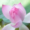 kwiat-Lotus  :: życze wszystkim milej maj&oacute;wki... 