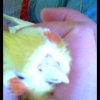 Moj papuga 😃   :: on lubi jak się ja smyra prosto na szyi wiec dlatego tak dziwnie może to wyglądać 😃 