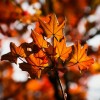pa­mięć jest jak liść je­sien­ny, co zasze­leści przez chwilę na wiet­rze i zno­wu uśnie. ..  ::  