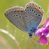 Modraszek amandus-ona...Polyommatus  amandus  :: Dbajmy o gąsiennice ,to będą piękne motyle -święta prawda 