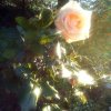  róże ogrod  :: moja druga pasja&nbsp; 