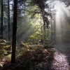 jesienny las  :: Kapitalnie wyglądają słoneczne promienie,omiatające swym blaskiem leśne drzewa. 