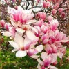 magnolia..  :: Magnolie to niekwestionowane kr&oacute;lowe wiosennych ogrod&oacute;w, największą ich  ozd 