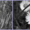 Makro  :: Makro kwiatk&oacute;w ;D 
