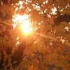 Ostatnie promienie słońca ..  :: Między jesiennymi liśćmi resztki letniego słońca ..
&nbsp;
mmmm ..
&nbsp;
Cuudniee 