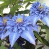 kwiatki ;p  :: Niebieski. Dla ksia. bo wiem jak bardzo lubi niebieski :_) 