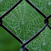 Chain Link Web  :: There were several little dew covered spider webs like this on weaved between the chain link fence.B 