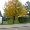 33.  :: Takie tam drzewko w mieście ; )
Jesień . Ładna była tegoroczna jesień . Tzn no w poprzednim rok 