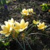 Krokuski   :: Pierwsze kwiaty w naszym ogrodzie:)

Może w końcu nadejdzie upragniona wiosna :) 