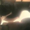 Mój kot jest tak wredny że aż niemożliwe  :: Macie mojego kiciusia jak mi wszedł na kiążkę i czytać nie mogła. Po wycieczce wczorajszej by 