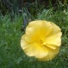 Żółty kwiatek  :: Ułożyłam wierszyk:
&nbsp;
W moim ogr&oacute;dku,
rośn<br />ie sobie kwiatek.
Może to tulipan,
a mo 