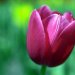 Tulipan.  :: 

&nbsp;

truskawkowa pełnia szczęścia &hearts; 