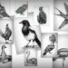 Cały zbiór moich ptaszków. ;)  ::  