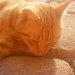 Ryży  :: M&oacute;j kot Ryży, ma 6 lat (chyba) i jest moim najstarszym kotem. Na tym zdjęciu pr&oac 