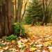 kolorowy jesienny dywan...  ::  