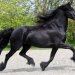 Koń fryzyjski  :: Piękny koń.
Nazwałabym go Black Dahlia.
Uwielbiam rasę Fryzyjskich koni.

To z kostką jest tak: 