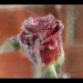 róża zakuta w lodzie  ::  