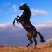piękny koń...  :: Być wolnym jak ptak to moje marzenie latać w przestworzach patrzyć na ziemię   wirować codzienn 