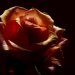 Ta piękna róża kwitła w miłości, z naszych łez szczęścia,naszej młodości. Niech płatki róży zaniesie wiatr. Gdzie była miłość rozkwitał kwiat  :: a to dla Ciebie.... 
