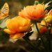 taniec motyla...  :: Chcę być wśr&oacute;d kwiat&oacute;w na łącekolorowychcudownych<br />pachnącychChcę gołymi 
