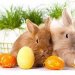 Wielkanoc  Wierszyki   :: Oby zdrowie dopisało i jajeczko smakowało, by szyneczka nie tuczyła, atmosferka była miła, a za 