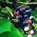Dojrzewające winogrona  :: Kwaśne winogrona pokazują prawdziwy smak słodkiego owocu... 