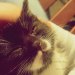 My little lovely cat :3  :: mhru&nbsp;&hearts<br />; 