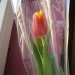   :: Dostałam tulipana na Dzień Kobiet taki wczesny *.*
Ładniutki :3
A, że jt już Dzień Kobiet to  