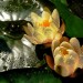 Nenufary...czyli piękne wodne lilie..  :: dlatego troszke ostrzejsza muza... 