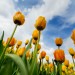 w polu tulipanów...  ::  