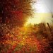 ..jesienna dróżka.....  :: sloneczna sliczna kolorowa jesien biega w pieknej  leciuitkiej jak wiatr  sukience, przy ktorej sa p 
