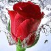 Szczegółowo ana­lizując płat­ki nikt jeszcze nie pojął piękna róży.  ..  :: R&Oacute;ŻA ma kolce -&nbsp;kłując zadaje ranyczłowiek jednak cierpi bardziej gdy kocha& 