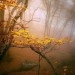 ..jesienna mgiełka..  :: Poranki witają nas mgielnym muślinem , zasłaniając nieprzejrzystością  świat . Co zasłona mg 