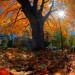w listopadowym słońcu...  :: Ostatnich liści zwiewny taniec  melancholijnie  kończy jesień,  drzewa zn&oacute;w chudsze.   