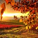 piękne..jesiennie...  ::  