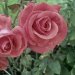 róża róża!:)  ::  