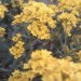 yellow flowers   ::  