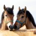 Klara i Tonik  :: Lubię konie ale mnie czasem przerażają ;p&nbsp;
Ale te były przemiłe ! ;) 