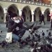 Kraków  :: Takie tam...z gołębiami. xdd

Pierwszy tydzień ferii właściwie dobiega już końca..;/ No ale...co dob 
