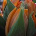 Tulipanki. ; DD  :: nie mogę się doczekać tego jak na skalniaku pod moim oknem zakwitną tulipany. ; D
&nbsp;
dla 